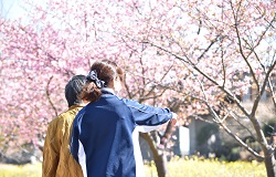 お花見の写真